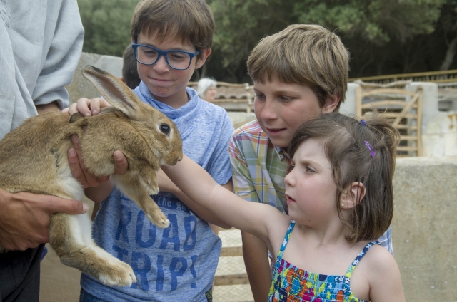  Taking care of animals 