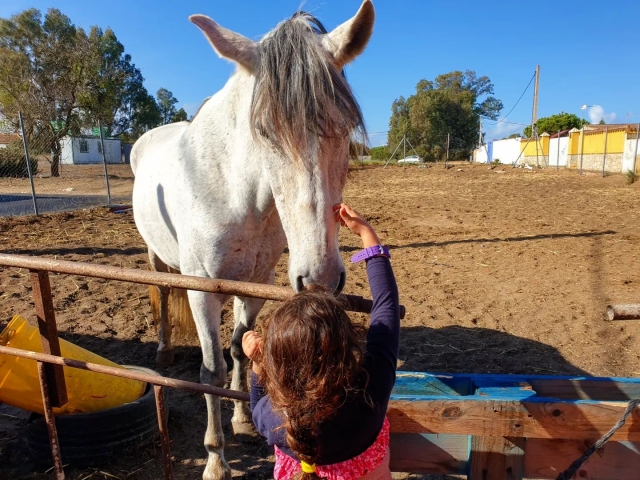 cuidando de los caballos