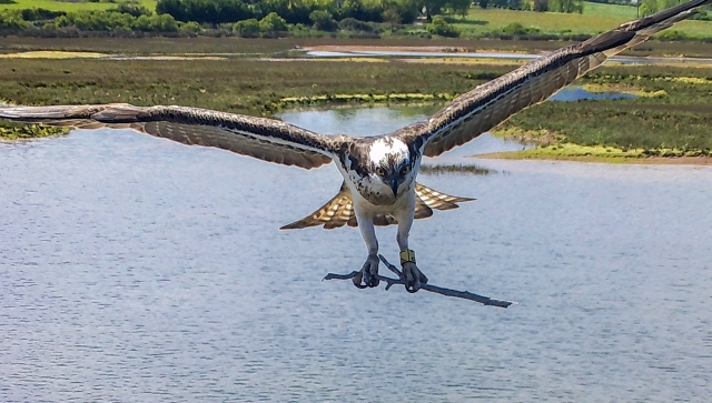  Große Vögel in der Bucht von Santander 
