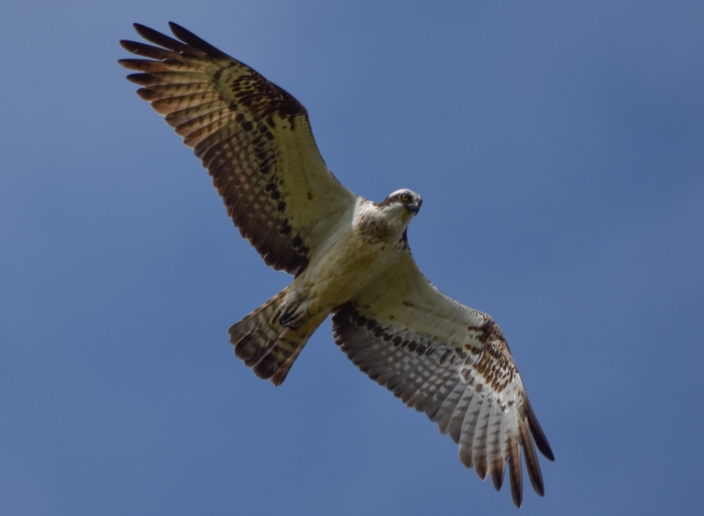  Vogelflug über der Bucht von Santander 