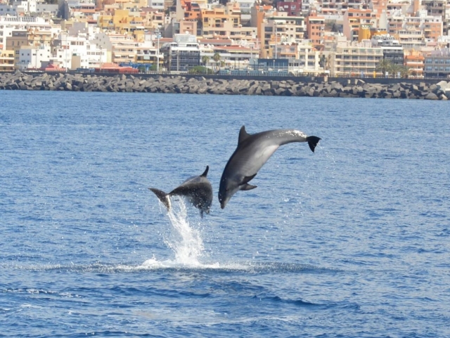  Observez les dauphins sur la côte d'Adeje 