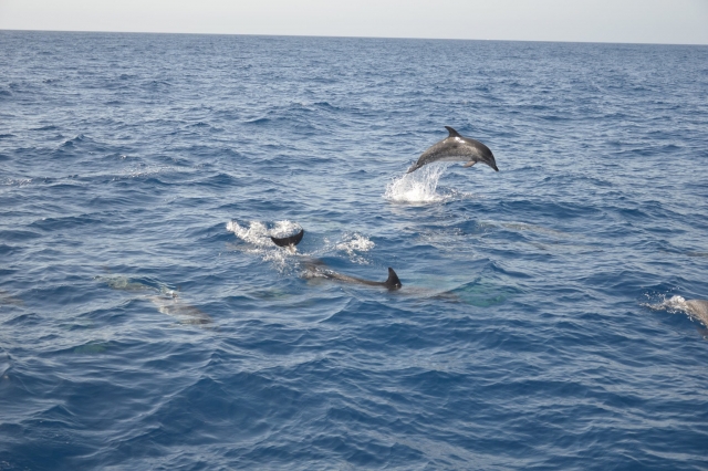  Observation des dauphins à Puerto de la Cruz