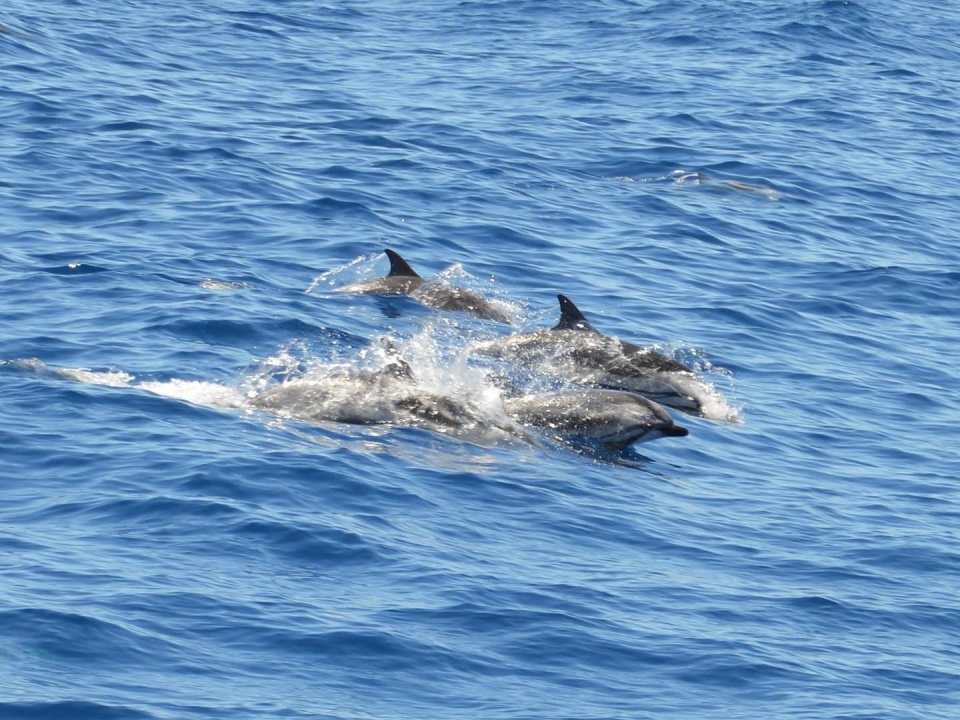 Dauphins au sud de Tenerife 