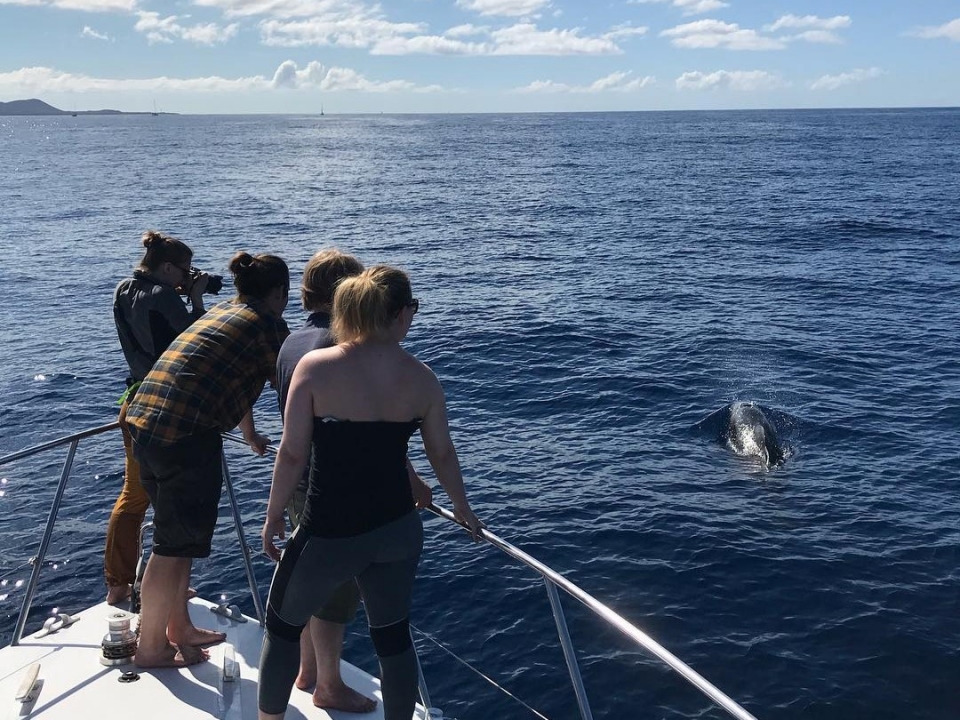  Profitez d'une observation des baleines à Tenerife 