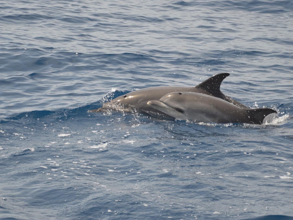 Dauphins sur la côte de Tenerife 