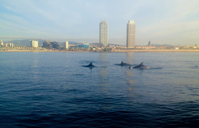  Observation des dauphins 
