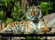 Parcs Zoologiques Communauté Valencienne