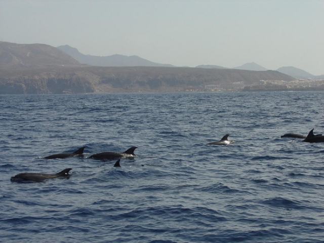  Osservazione dei cetacei 