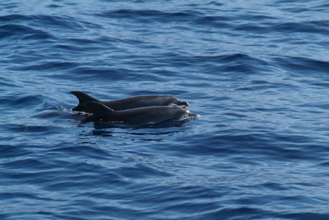  Delfini a Tenerife 