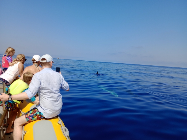  Ver golfinhos desde o barco