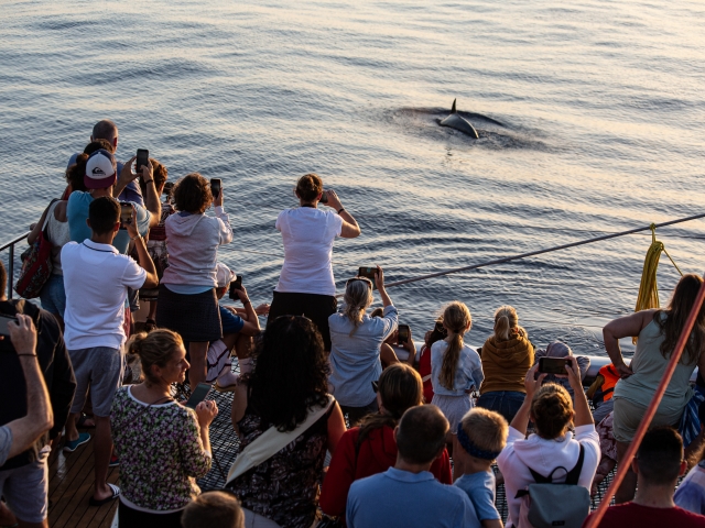 Avistamiento de delfines en Alcúdia