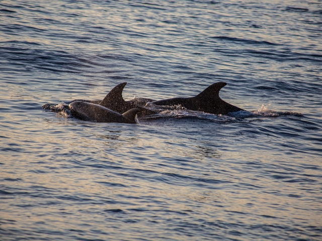 Avistamiento de delfines