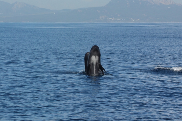 Observation des baleines 