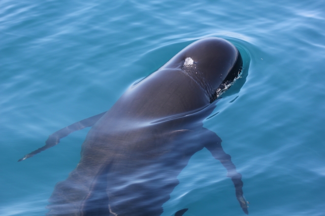  Enjoying marine species 