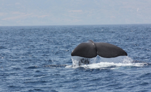  Other marine species 