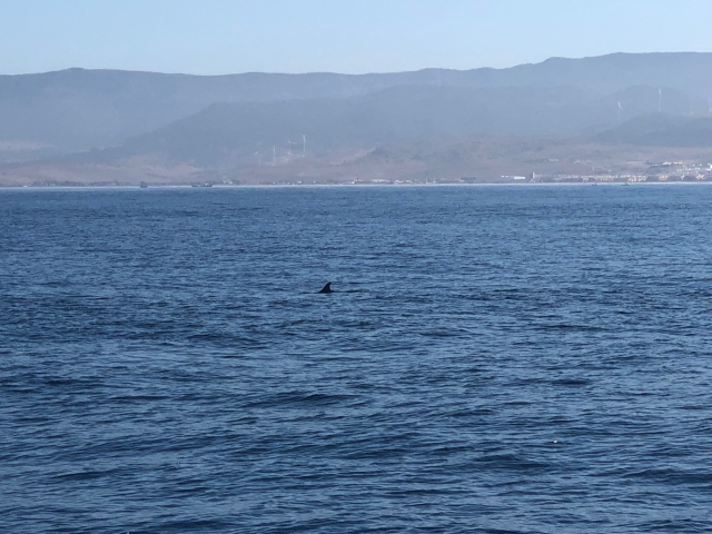  Rendez-vous avec les baleines 
