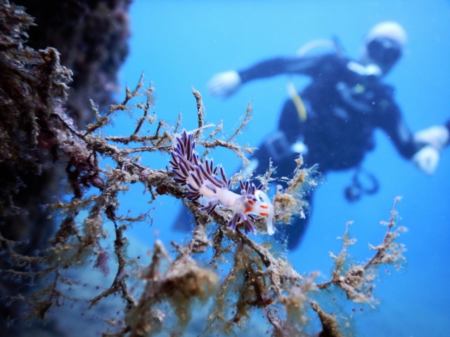  Getting to know aquatic species 