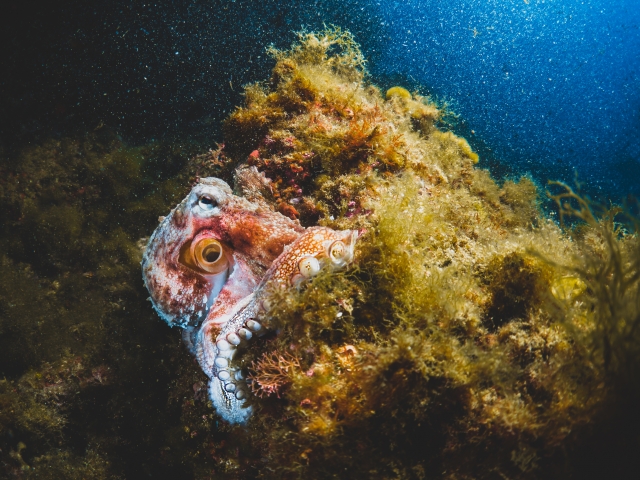 Impressive aquatic species 