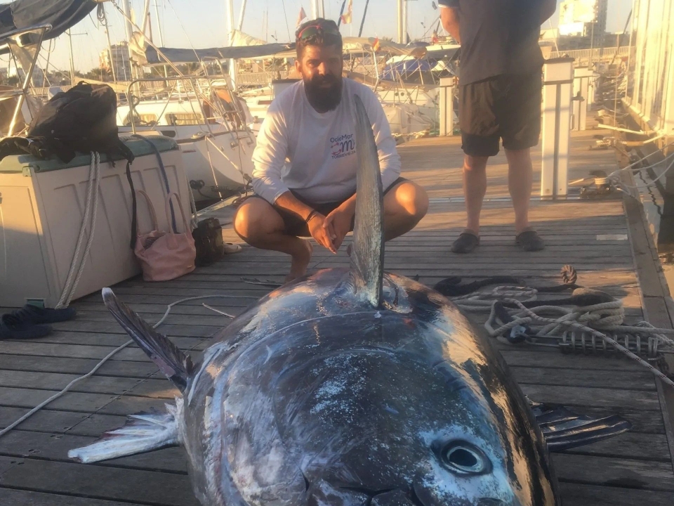  Capture of large predators in Torrevieja_Resultado