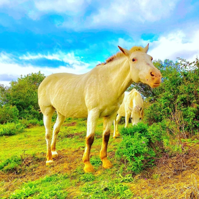 Sube a lomos de los mejores caballos