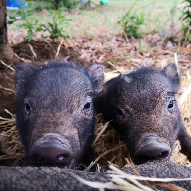 Visita el Santuario Animal