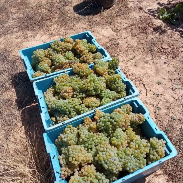  Uvas colhidas 