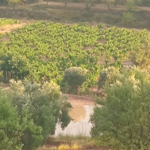  Panorâmica das vinhas 