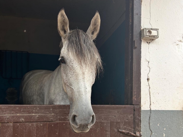  Preparare il cavallo 
