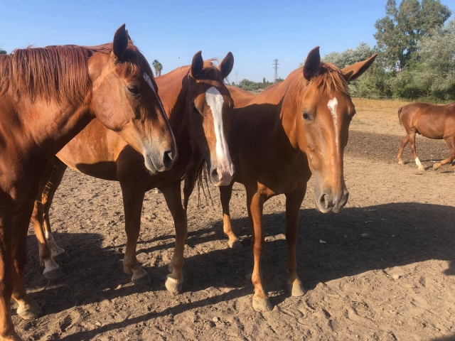 Nuestros caballos