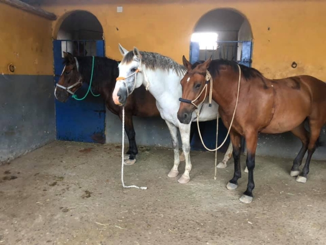 Nuestros preciosos caballos
