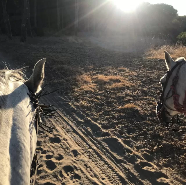 Doñana Horse Riding Route at sunset 2h