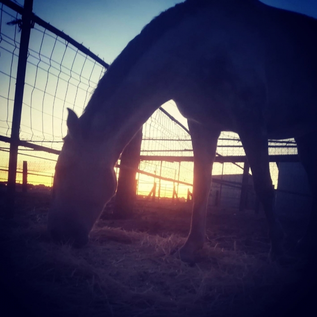 Un caballo comiendo mientras cae la tarde
