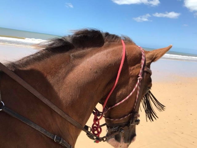 Caballo avanzando por la playa