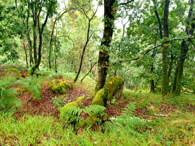 Vegetación del Camino de Santiago