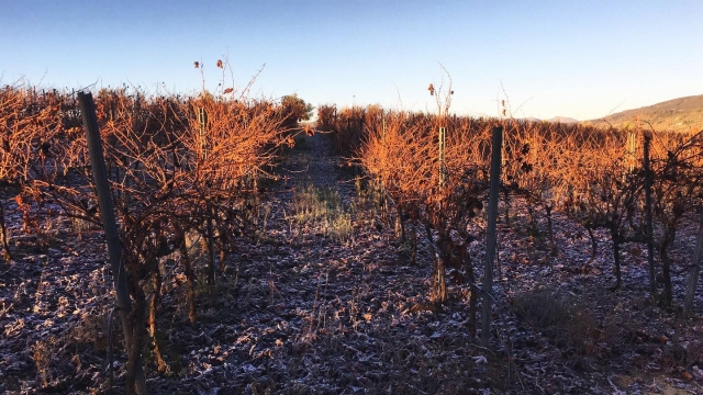  Vigneto in autunno 