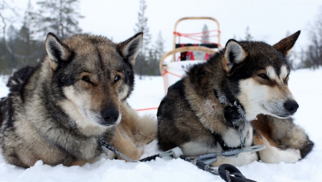 Dos huskies descansan tras un paseo