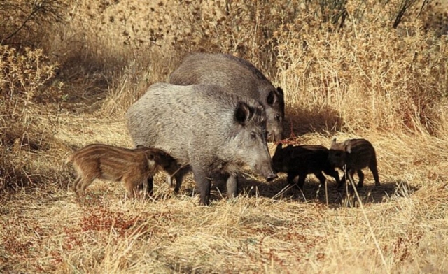  Fauna da região 