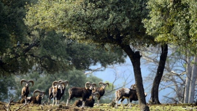  La fauna che vive nella zona 