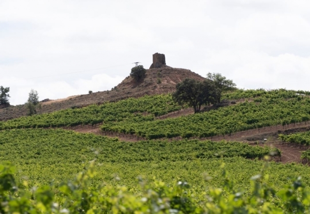  Nos vignobles