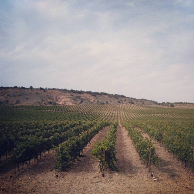  Les vignes