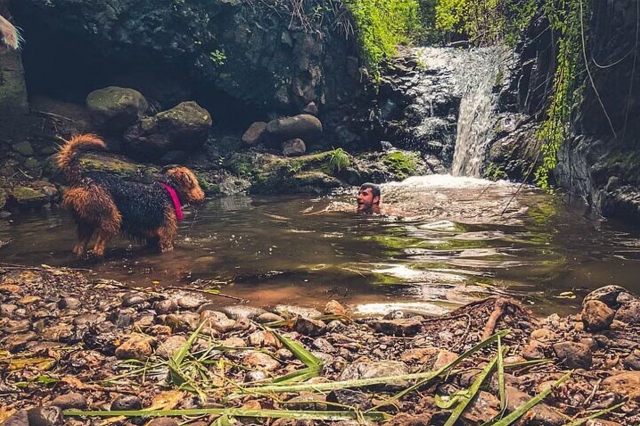  Um cachorro espera seu dono enquanto ele toma banho em uma piscina 