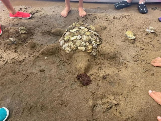Tortuga de arena