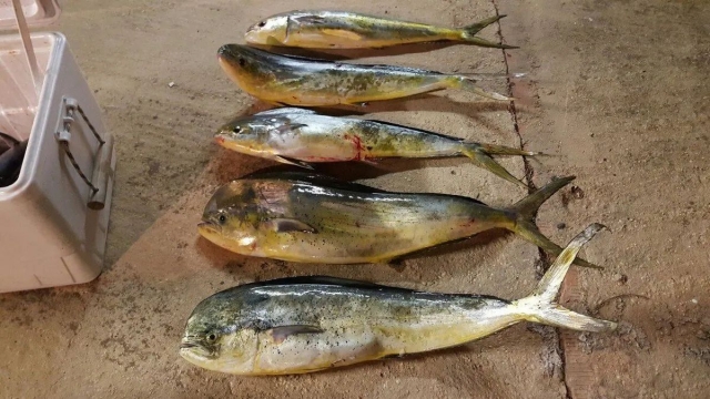 Pesque depois de um dia de pesca 