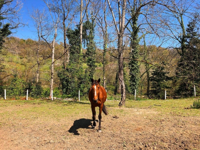 Un caballo en libertad cerca de un frondoso bosque
