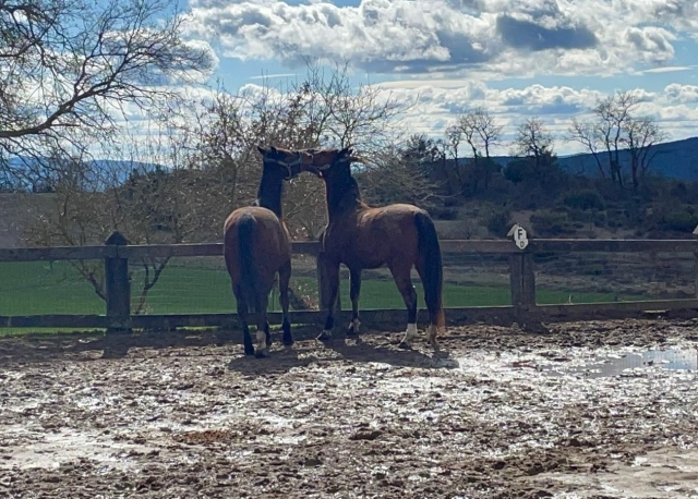 Amor entre caballos