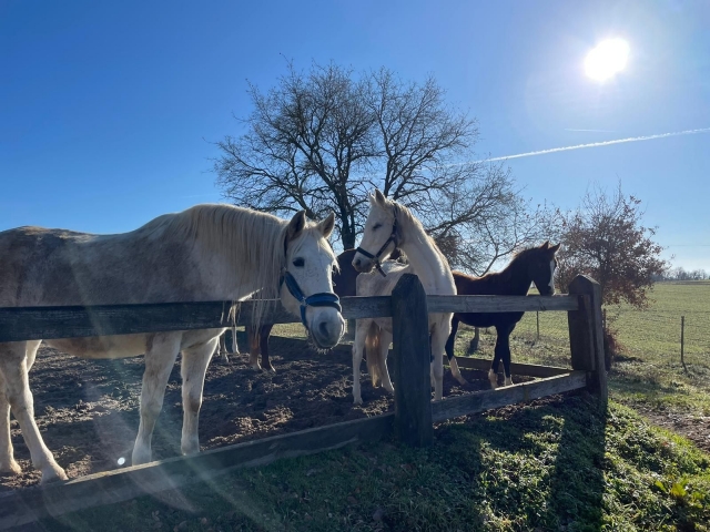  Horses 