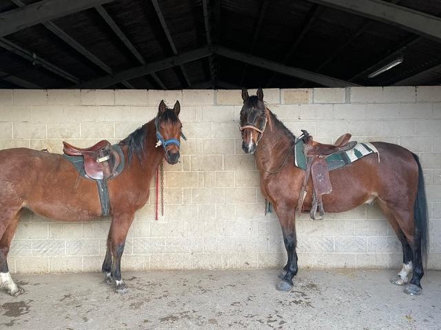 Two horses posing 
