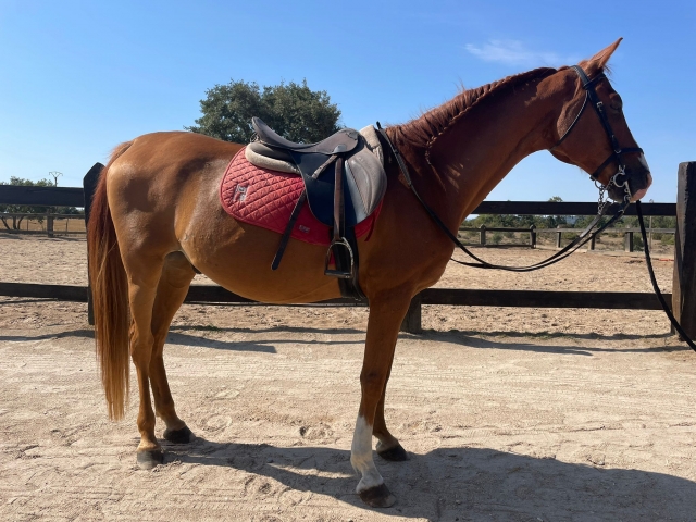  One of our horses 