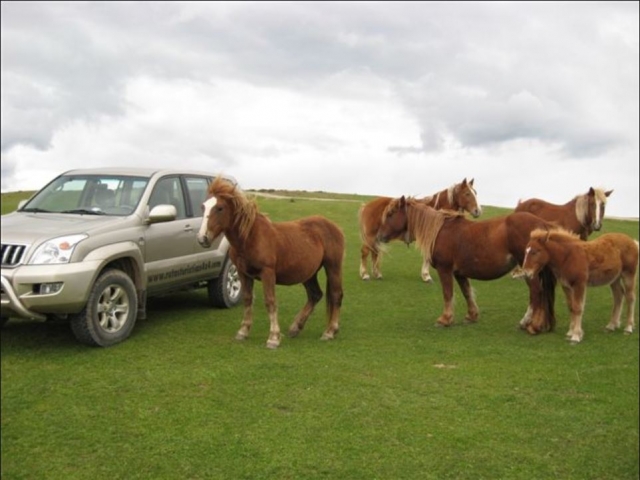 Rodeados de animales durante la ruta