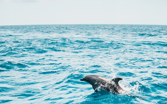 Delfin überquert das Meer 